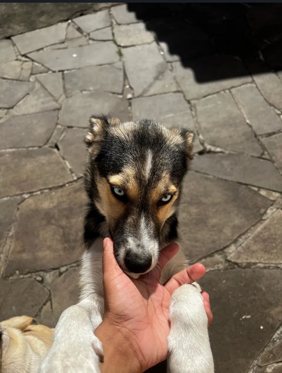 Husky macho 