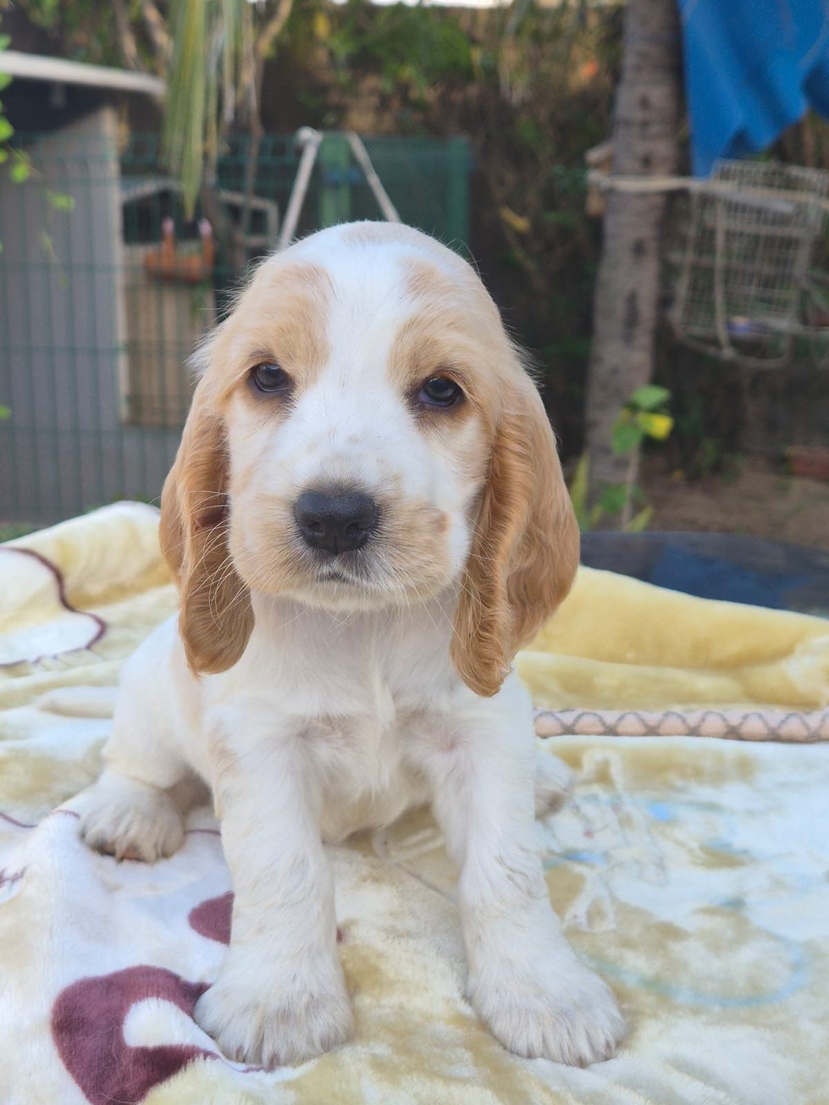 Cocker Spaniel Inglês - Foto 1