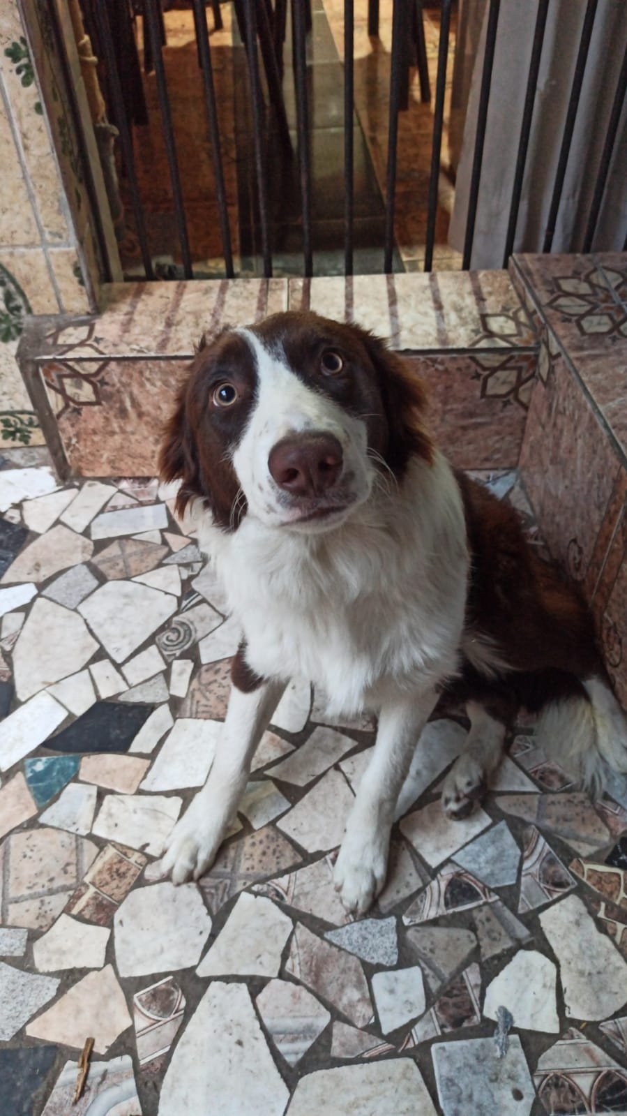 Border Collie