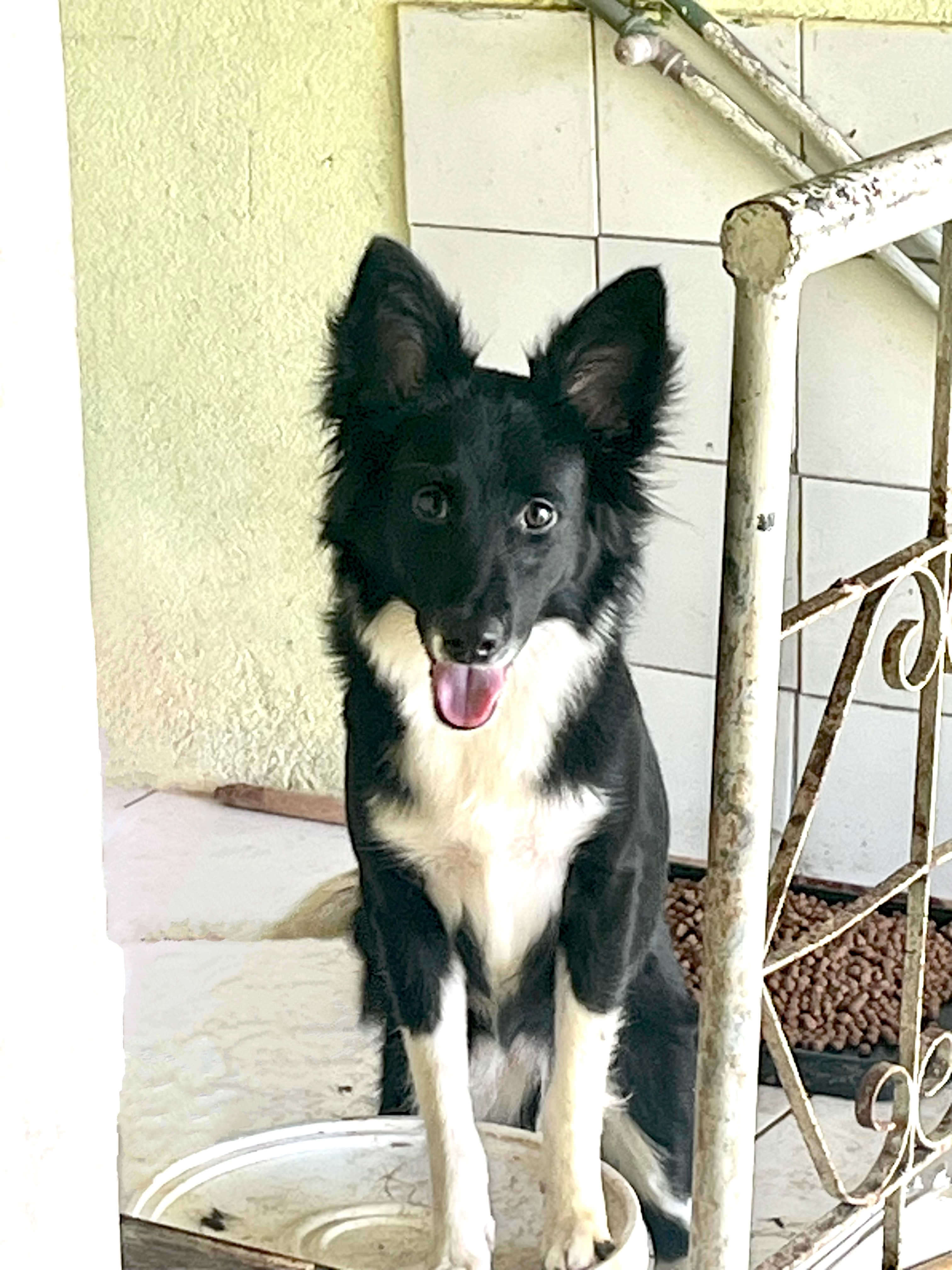 BORDER COLLIE - CADELA DE RAÇA A VENDA - Foto 1