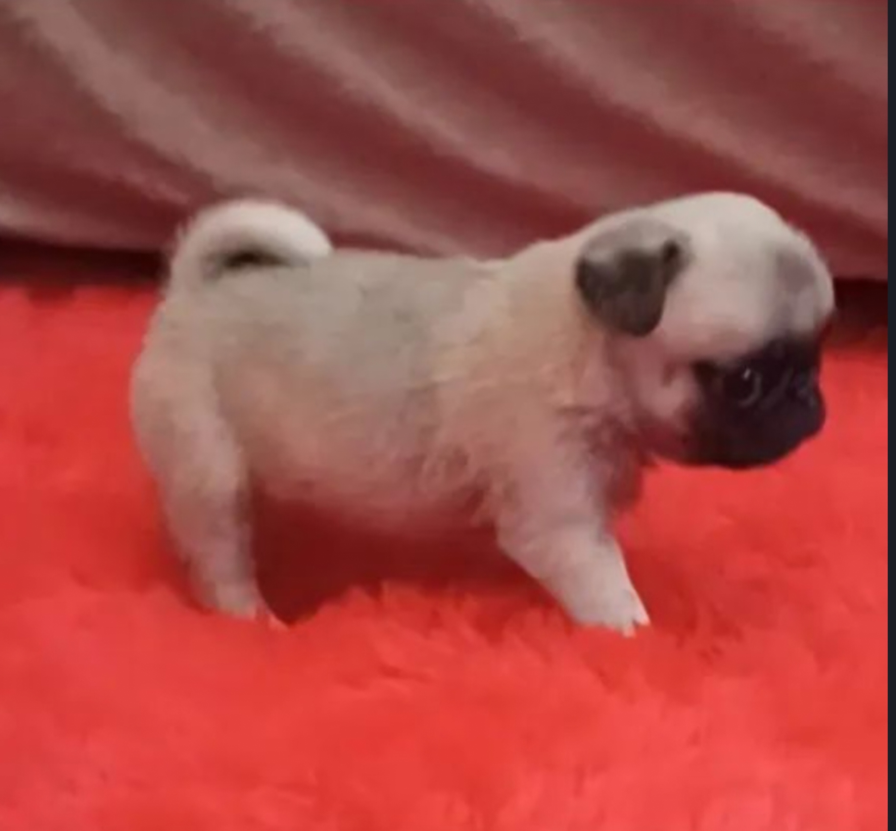 Portal Vendocão Filhotes de Pug Mini Matão 