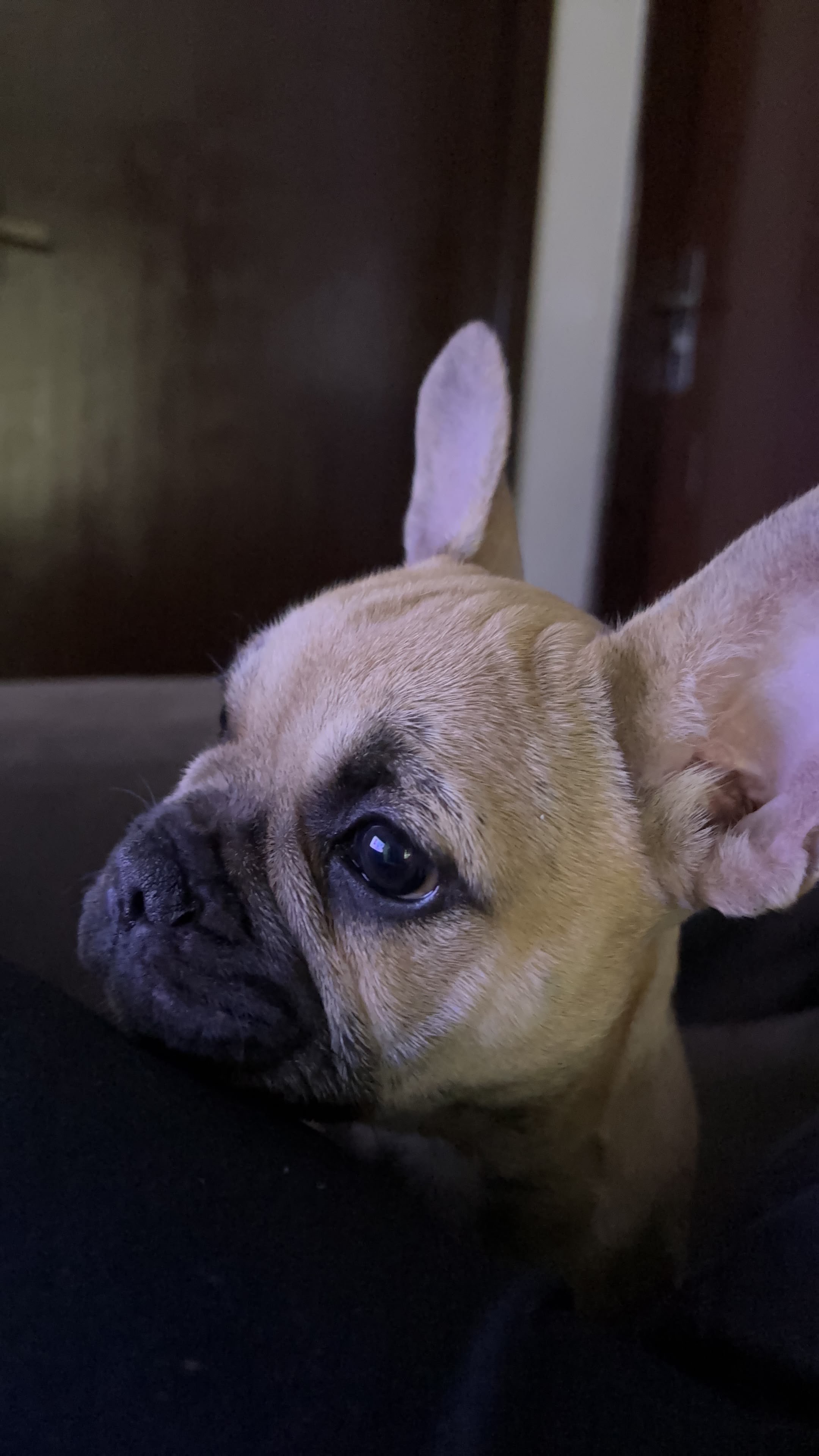 Buldogue Francês  - Foto 2