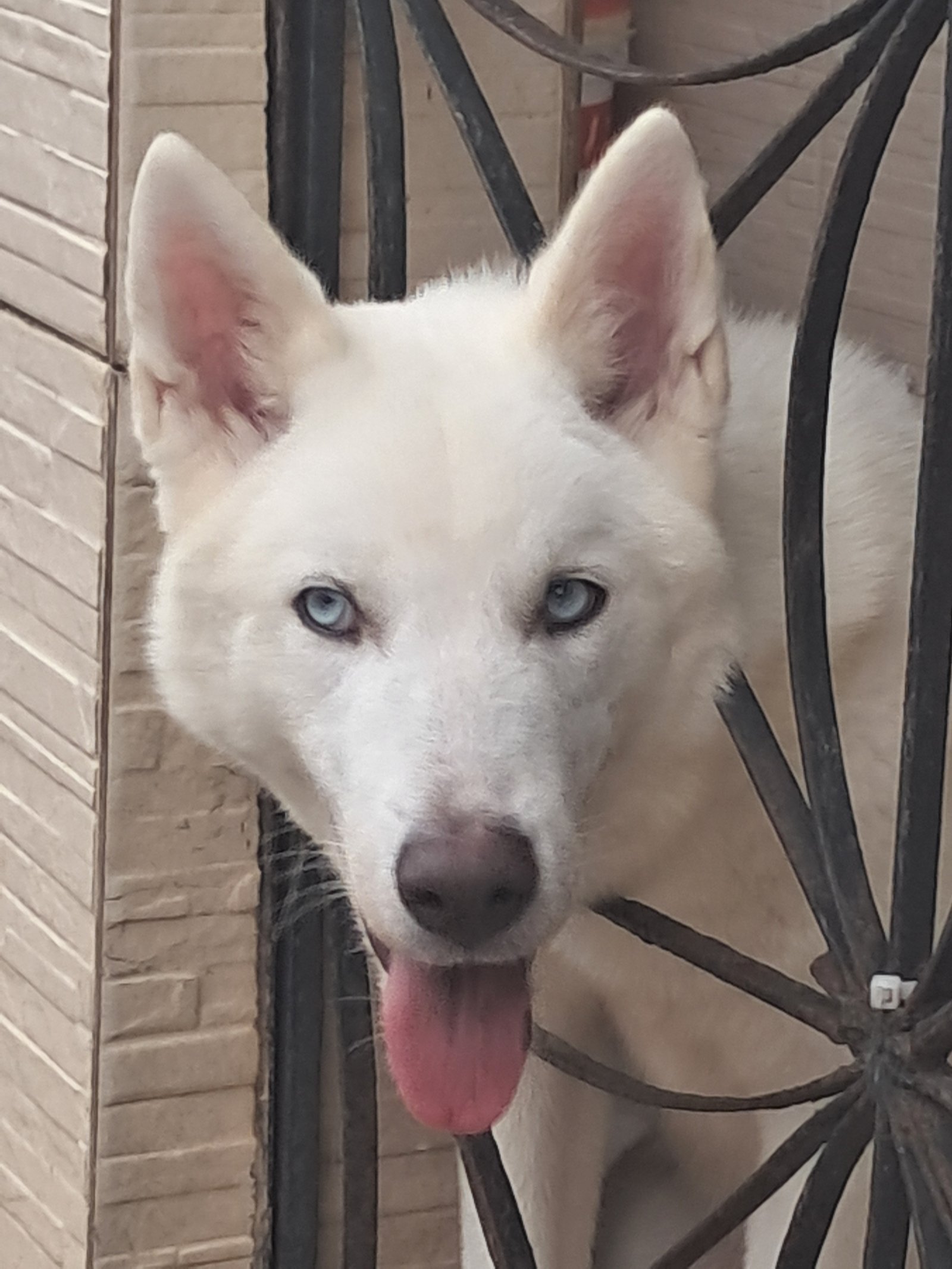 Husky siberiano