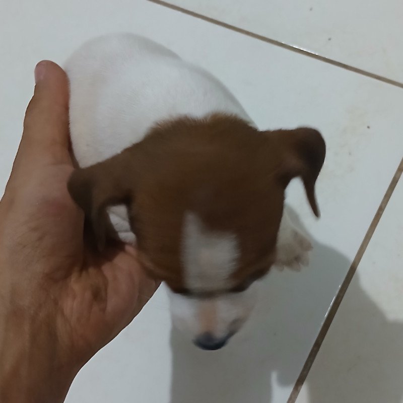 Vende-se filhote de pinscher 1 casal