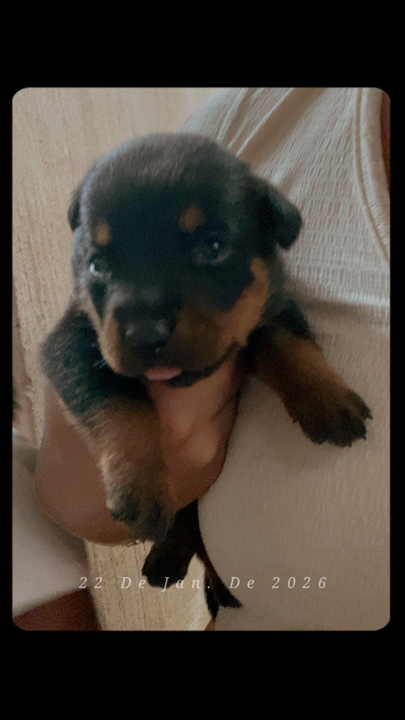Filhote de Rottweiler  - Foto 1