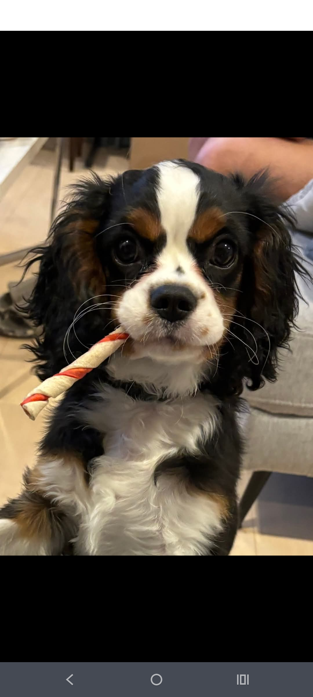 Cavalier macho tricolor  - Foto 1