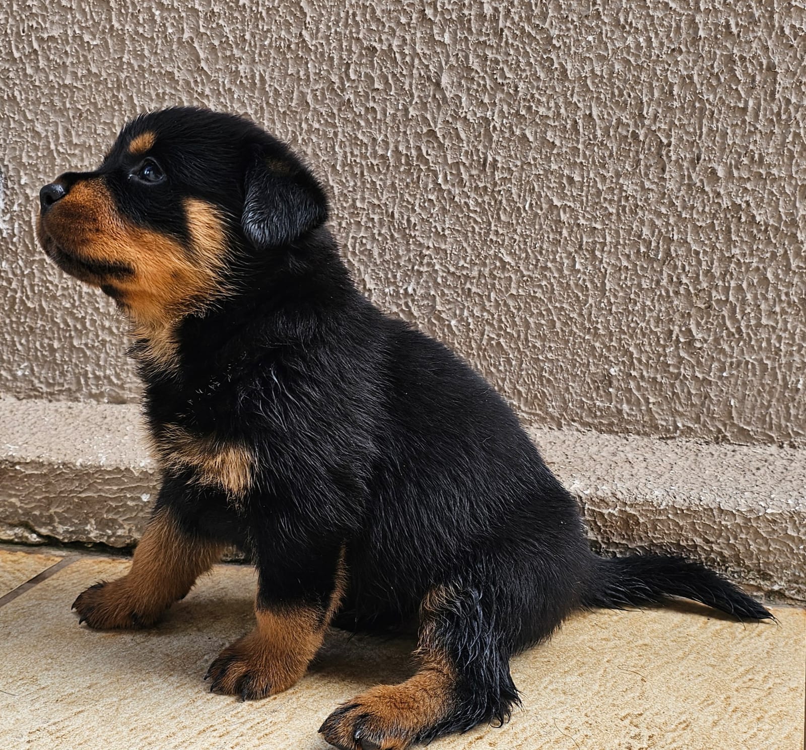 Portal Vendocão Filhote Rottweiler Femea Belo Horizonte