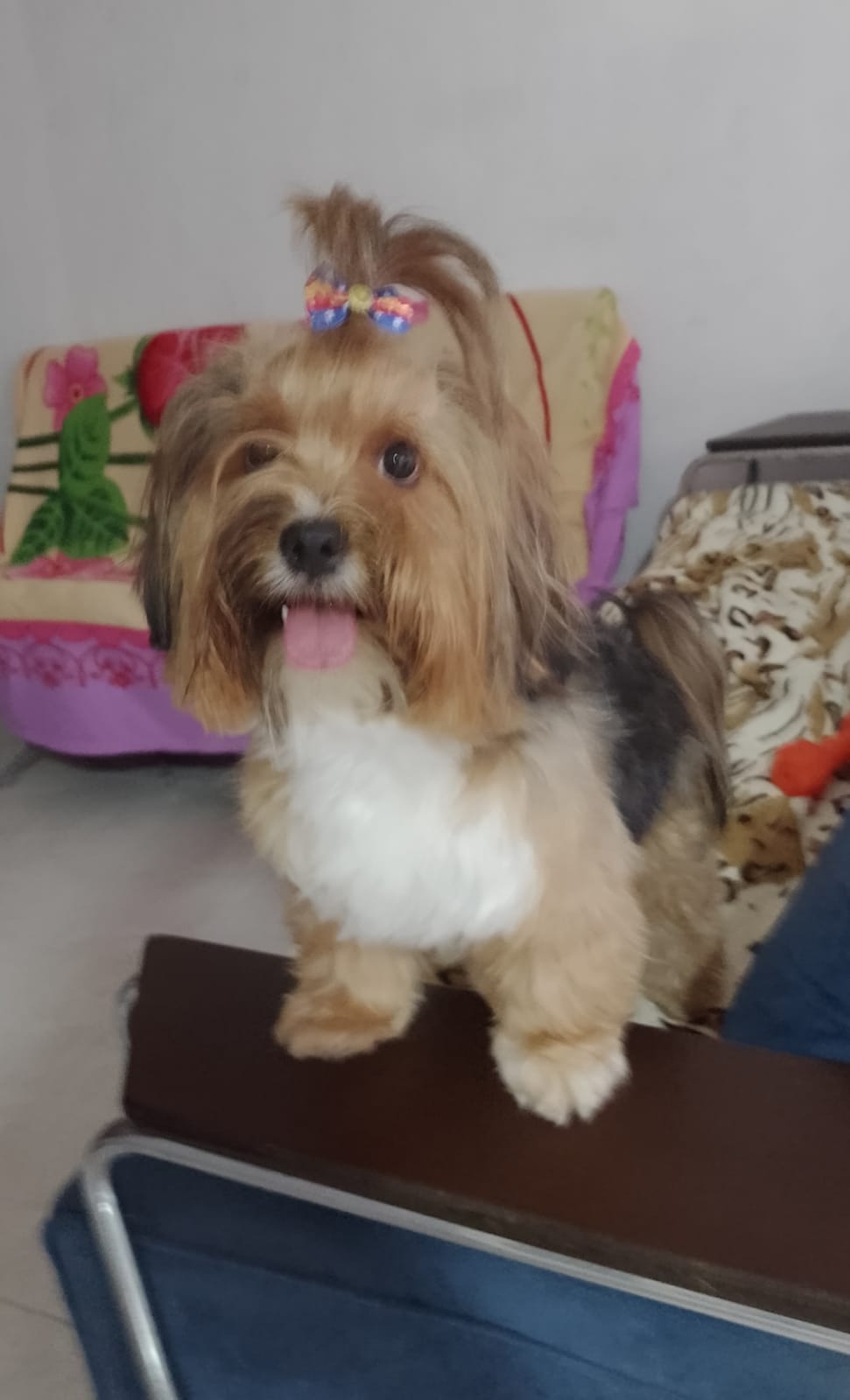 Portal Vendocão Fêmea da raça Lhasa Apso  Jaboatão 