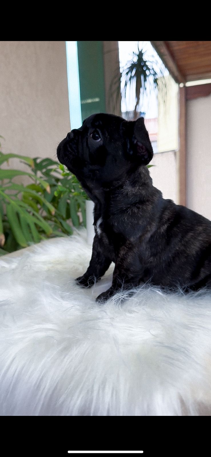 Portal Vendocão Bulldog francês macho  Belo Horizonte 