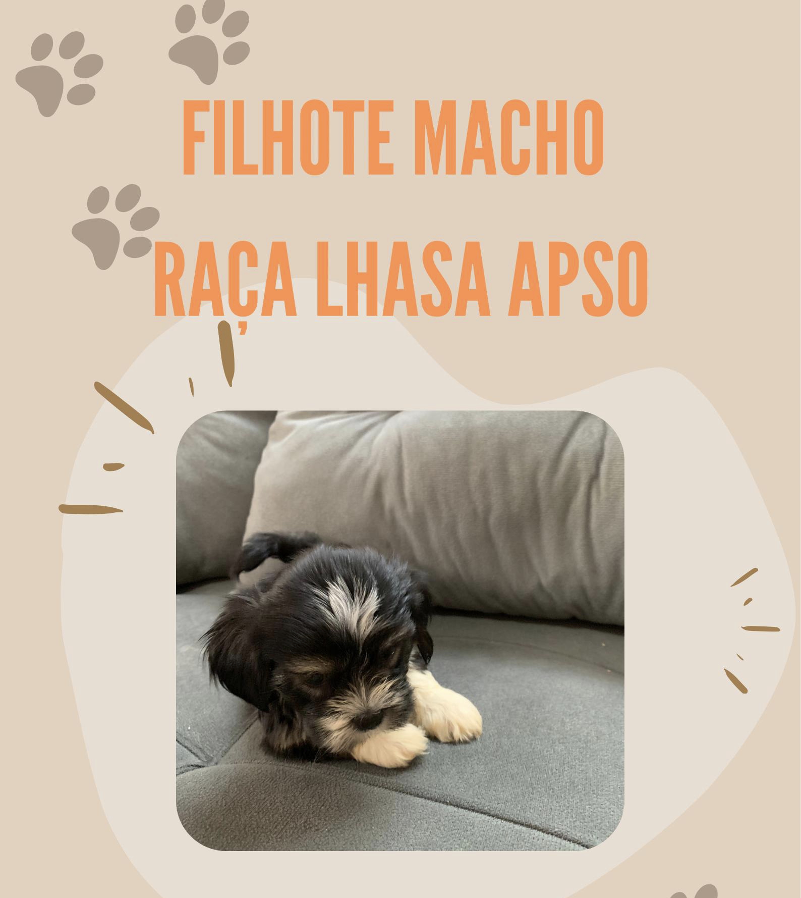 Portal Vendocão Cachorro RACA LHASA APSO Manaus