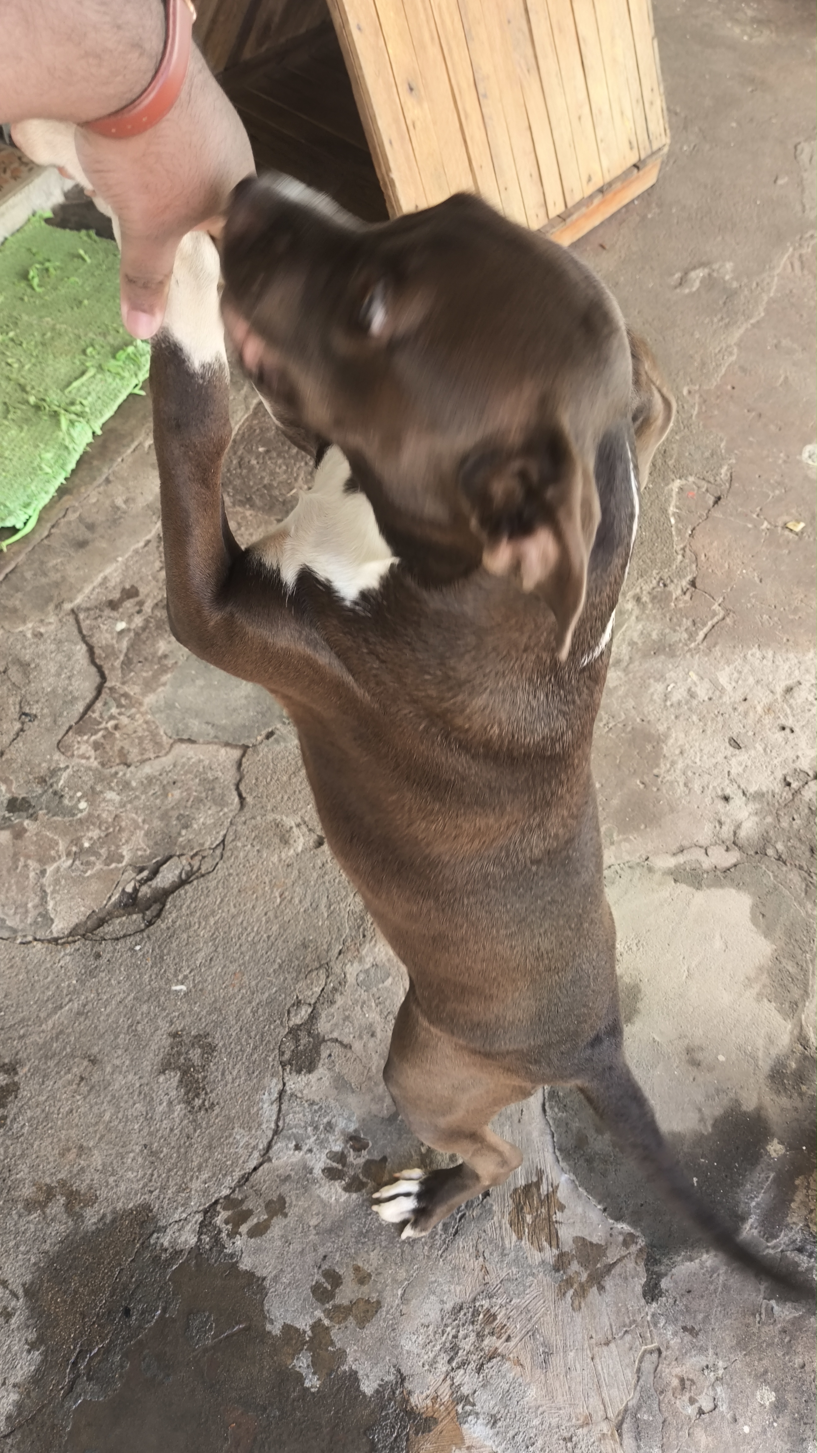 Pitbull Filhote - 6 Meses  - Foto 4