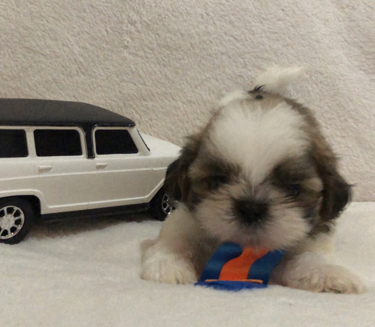 Portal Vendocão Shihtzu macho  Fortaleza 