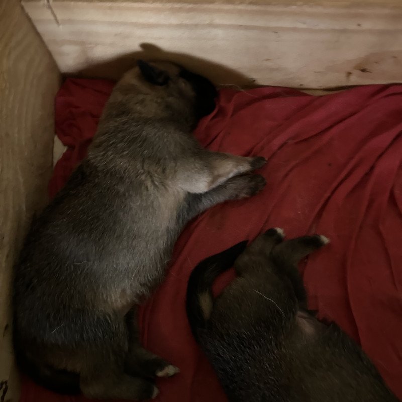 Vendo filhotes de Malinois com pastor Alemão