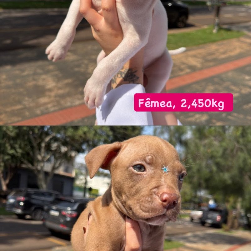 Vendo filhotes de pitbull femea e macho - Foto 3