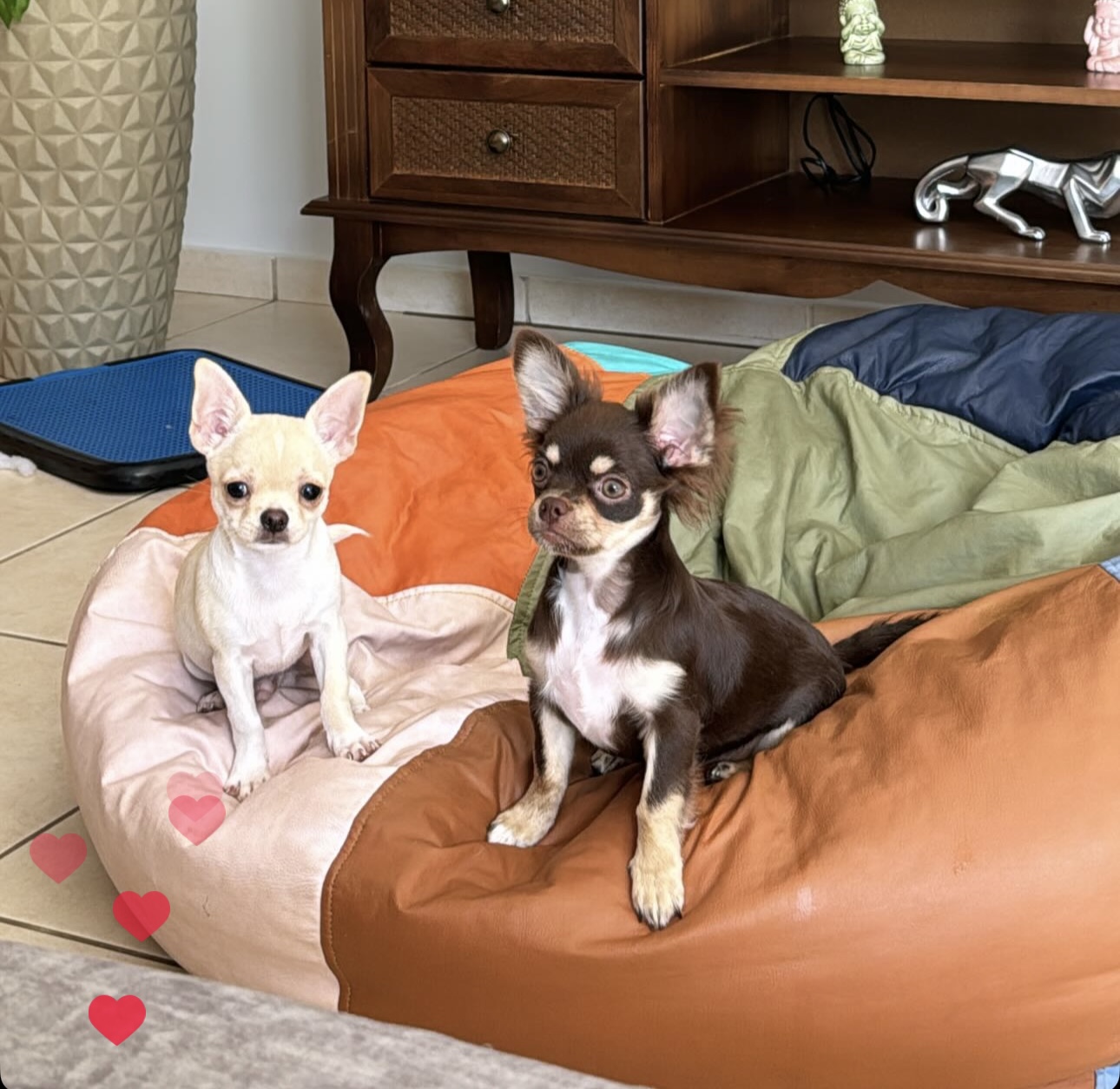 Portal Vendocão Vendo 2 chihuahuas Goiânia 