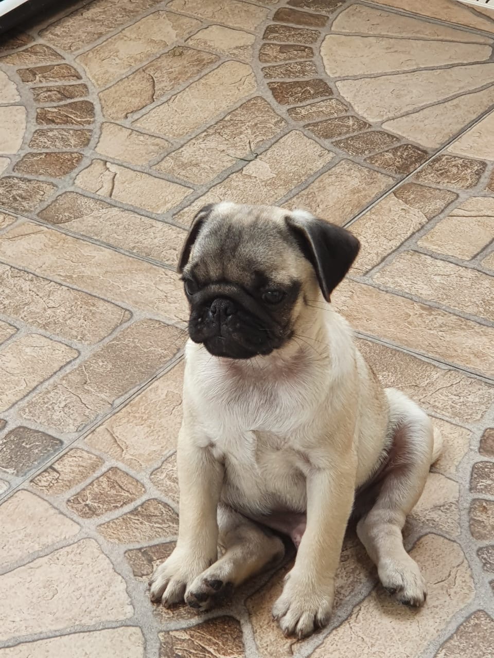 Filhote de Pug