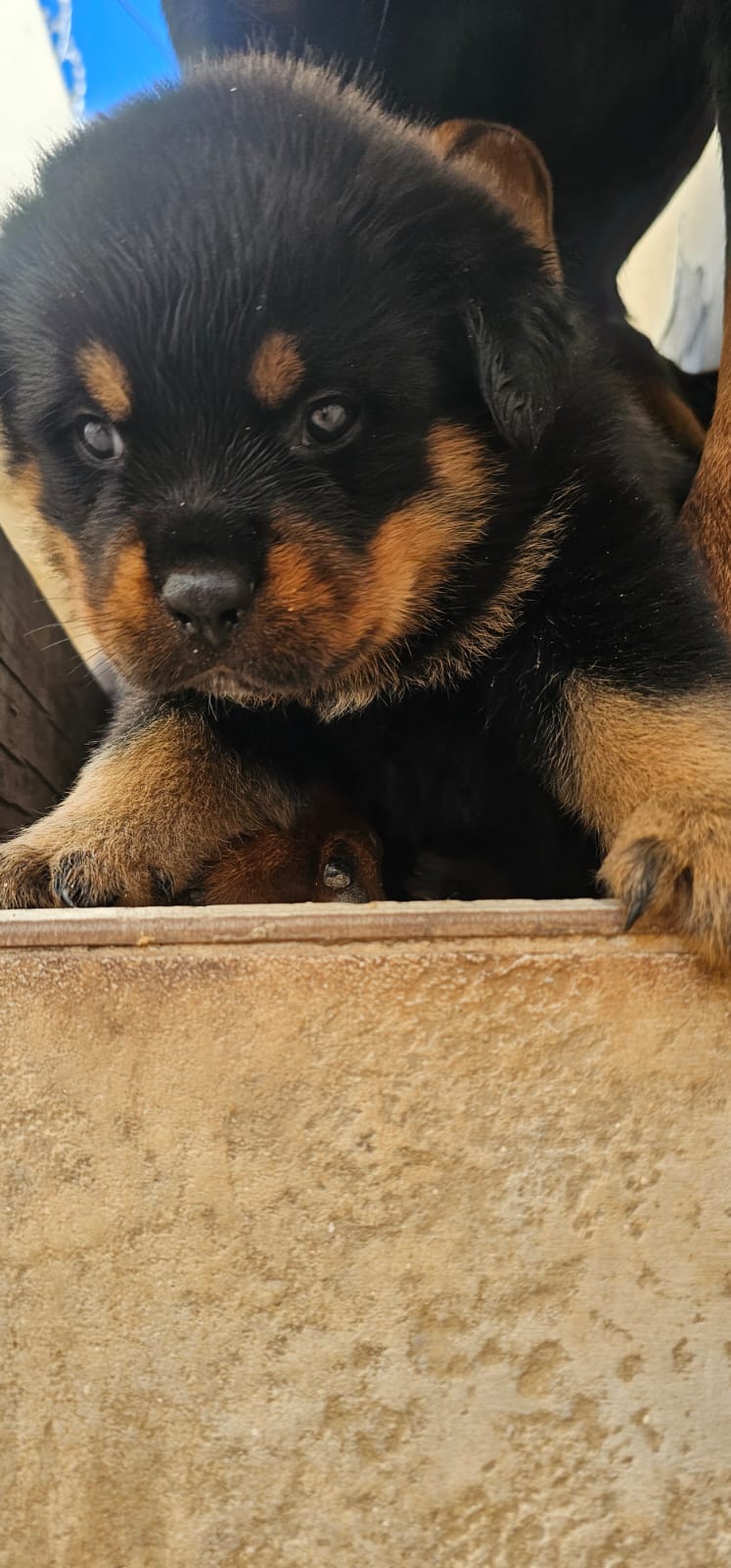 Portal Vendocão Filhote Rottweiler Femea Belo Horizonte