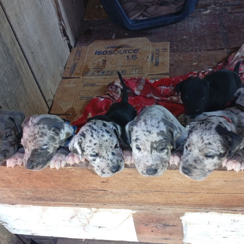 Lindos filhotes de dogue alemão