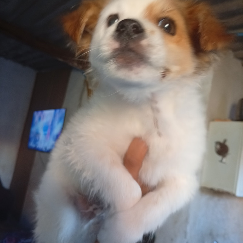 Lindo filhote de apenas 4 meses - Foto 1