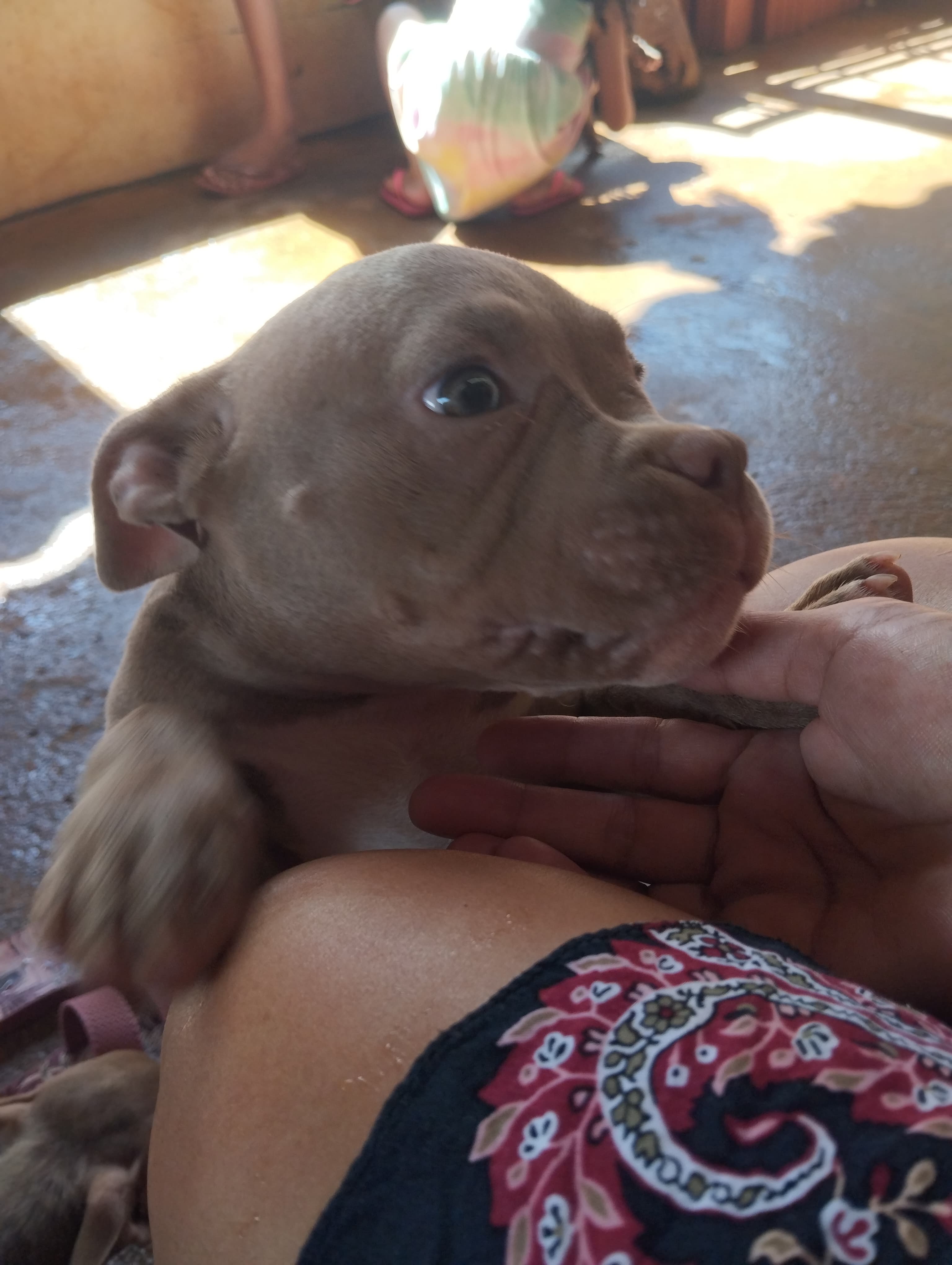 Portal Vendocão Filhote American bully Uberlândia