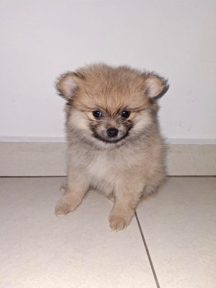 Portal Vendocão cachorro spitz alemão macho  São Paulo