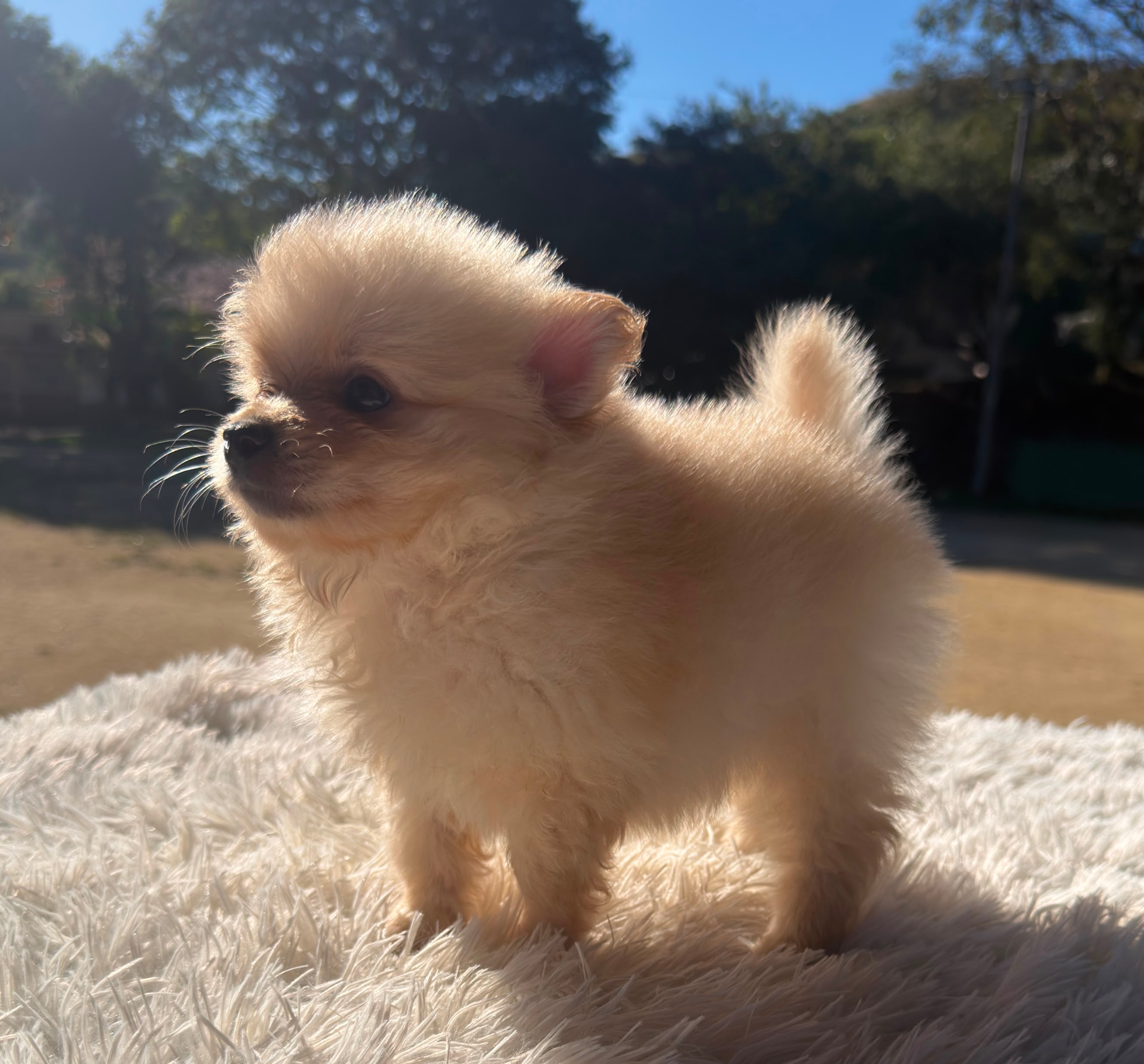 Lulu da Pomerânia creme - Foto 2