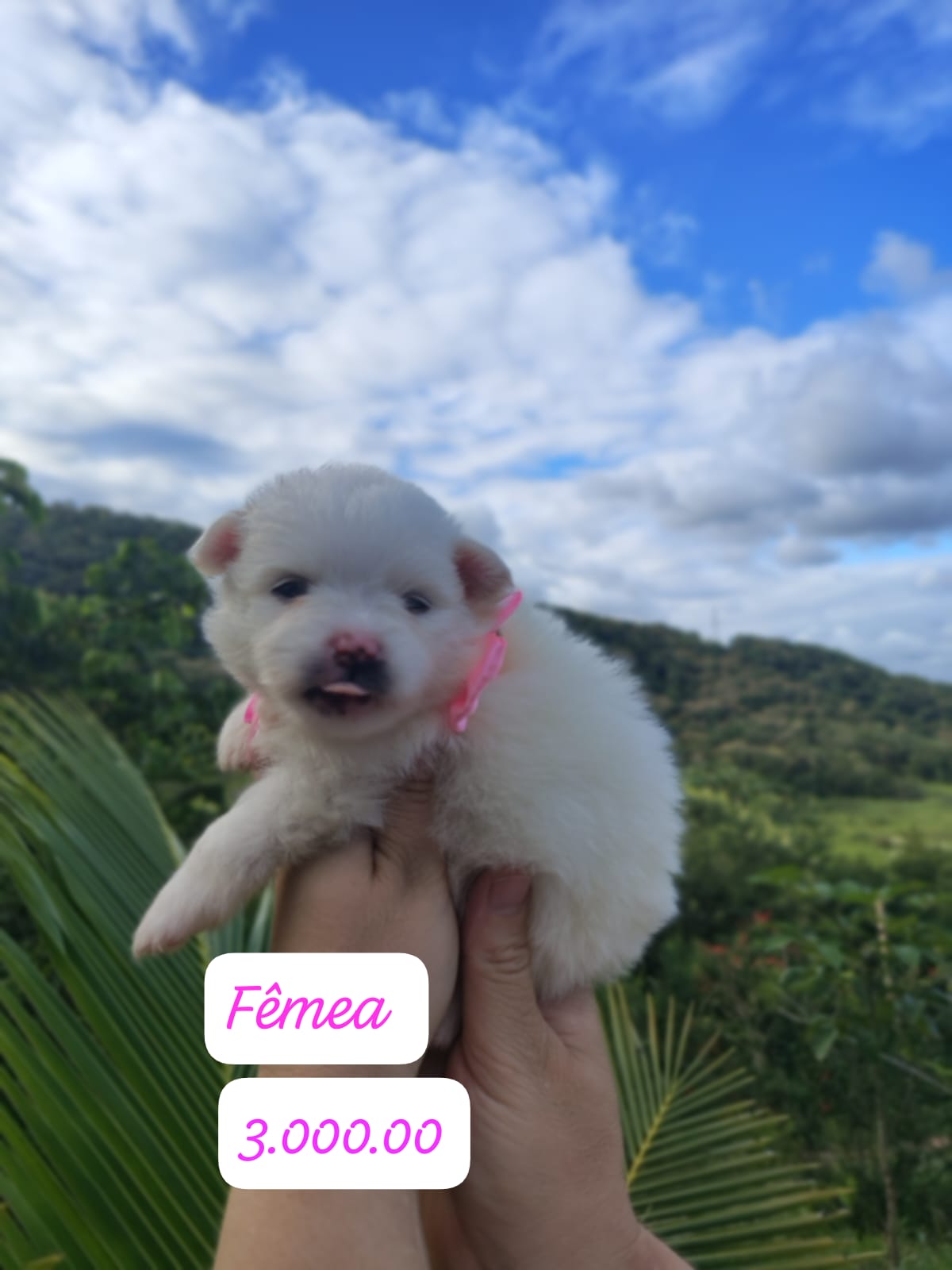 Vendo filhotes de Spritz Alemão  - Foto 4