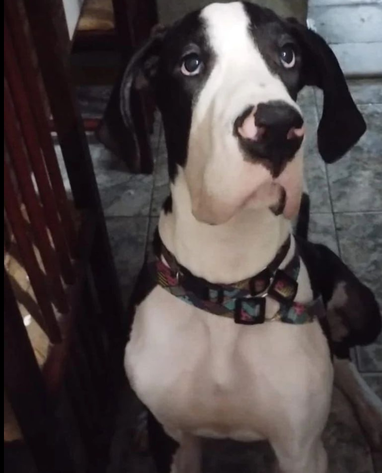 Portal Vendocão VENDE-SE Dogue alemão  Salvador
