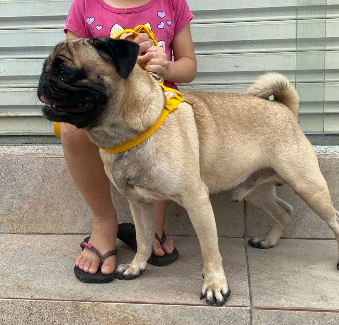 Portal Vendocão VENDO PUG ADULTO 2 ANNHOS Manaus