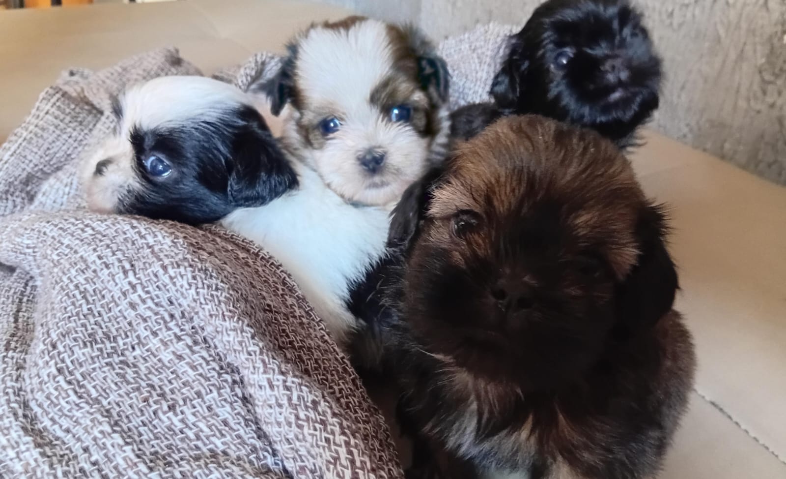 Filhotes shih Tzu  - Foto 5