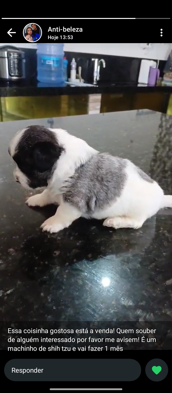 Portal Vendocão Vendo filhote de shin tzu Cabo Frio