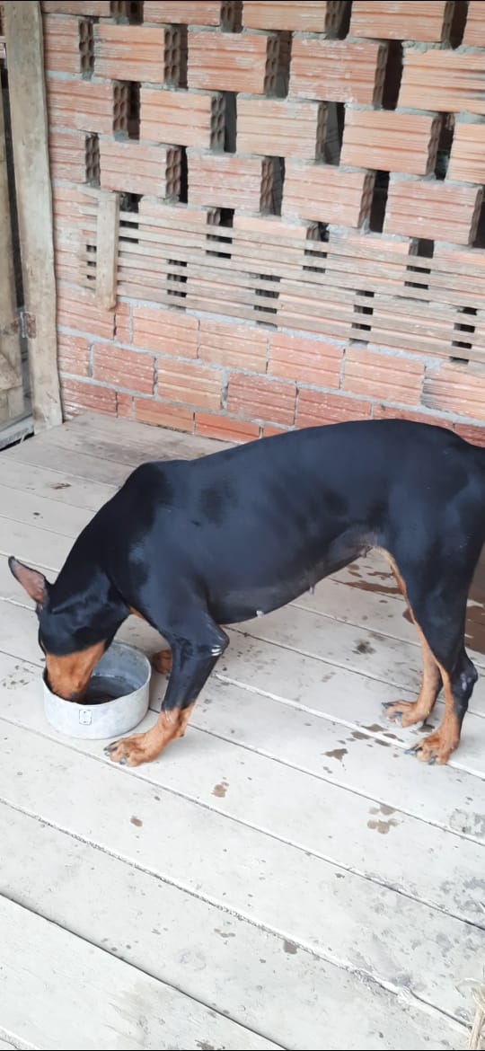 Portal Vendocão Filhotes de Doberman Morro da Fumaça 