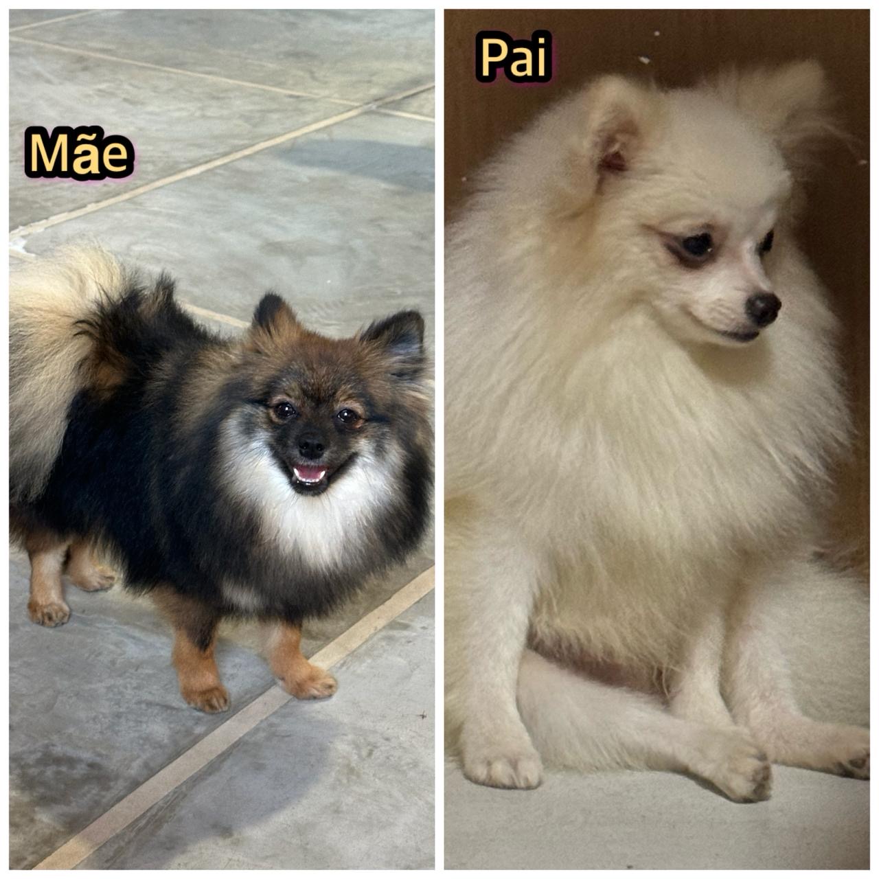 Portal Vendocão Filhotes Spitz alemão  Simões filho
