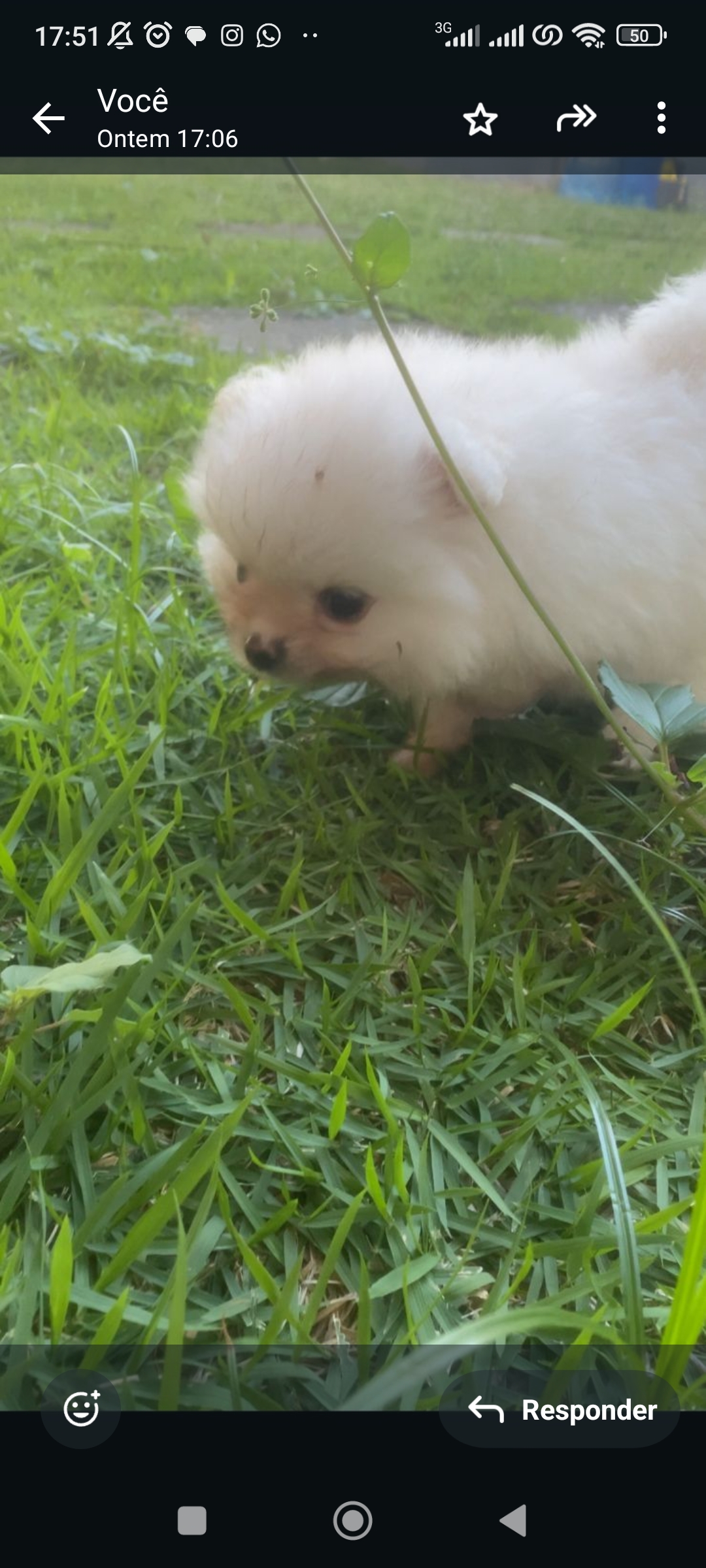 Spitz Alemão  - Foto 1