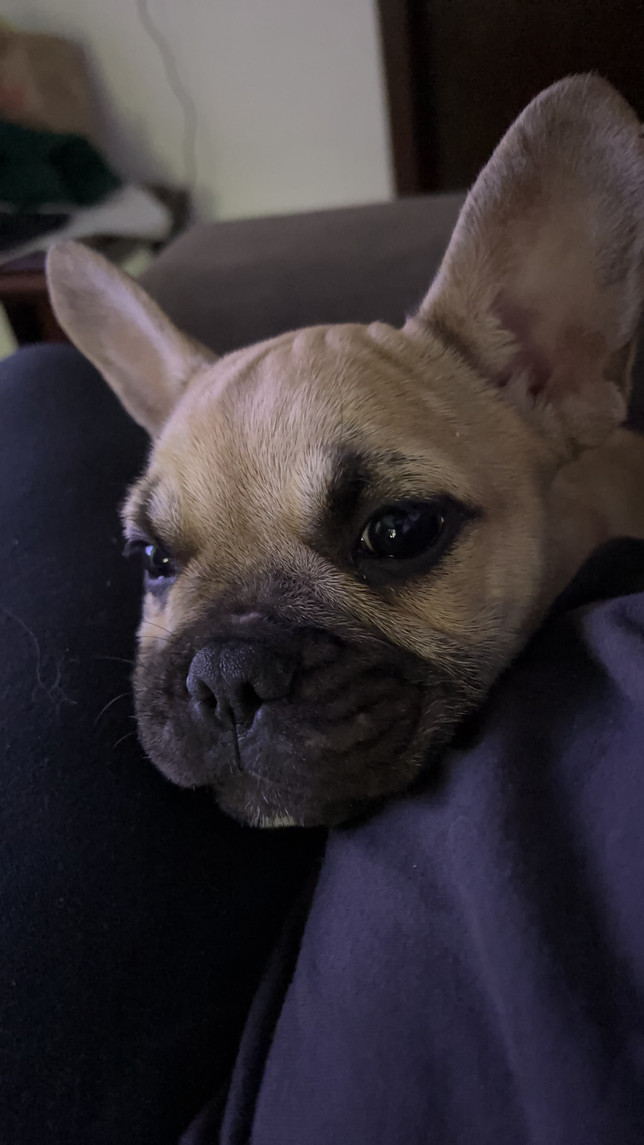 Buldogue Francês 