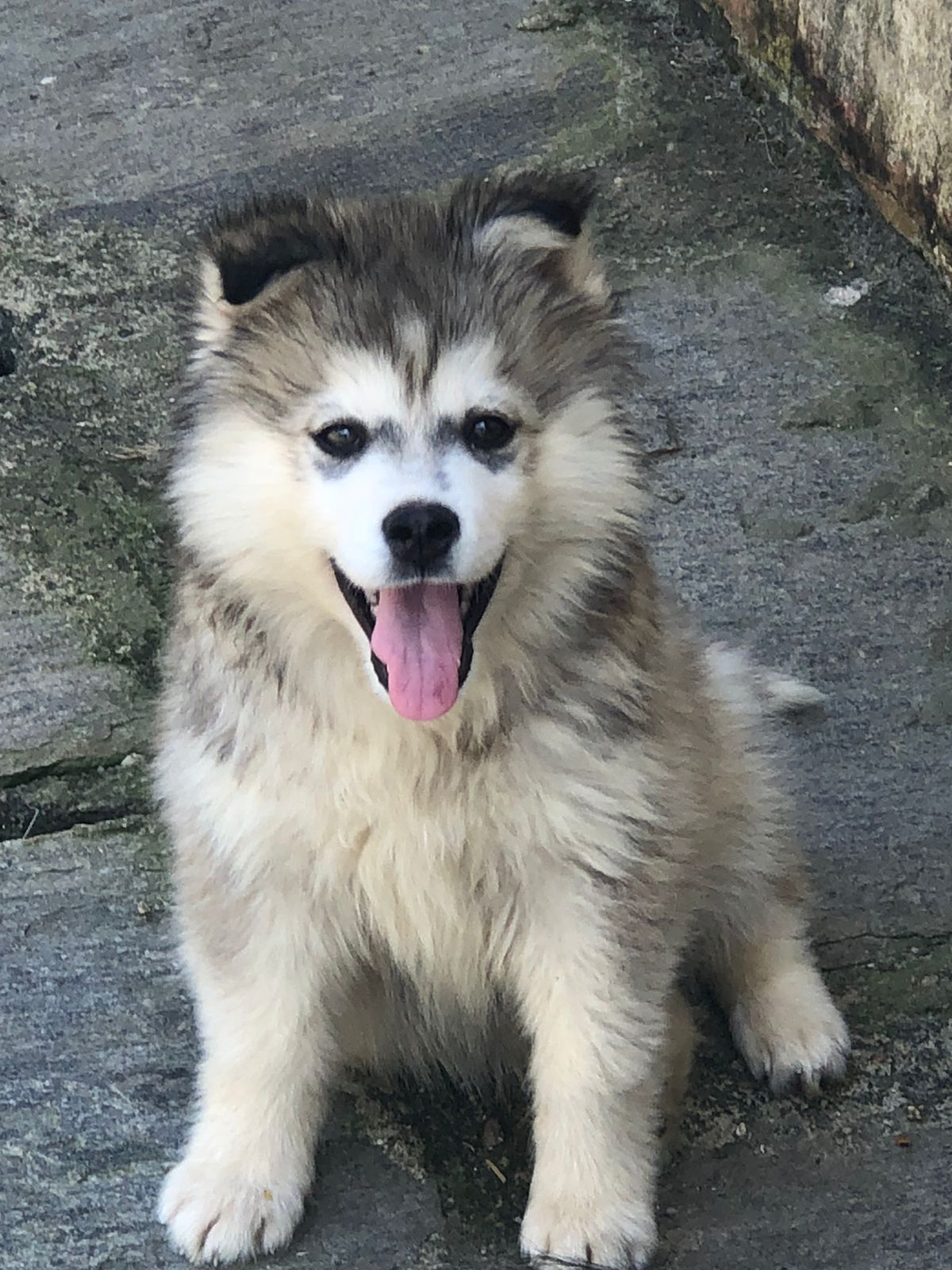 Portal Vendocão Husky siberiano wooly  João Pessoa 