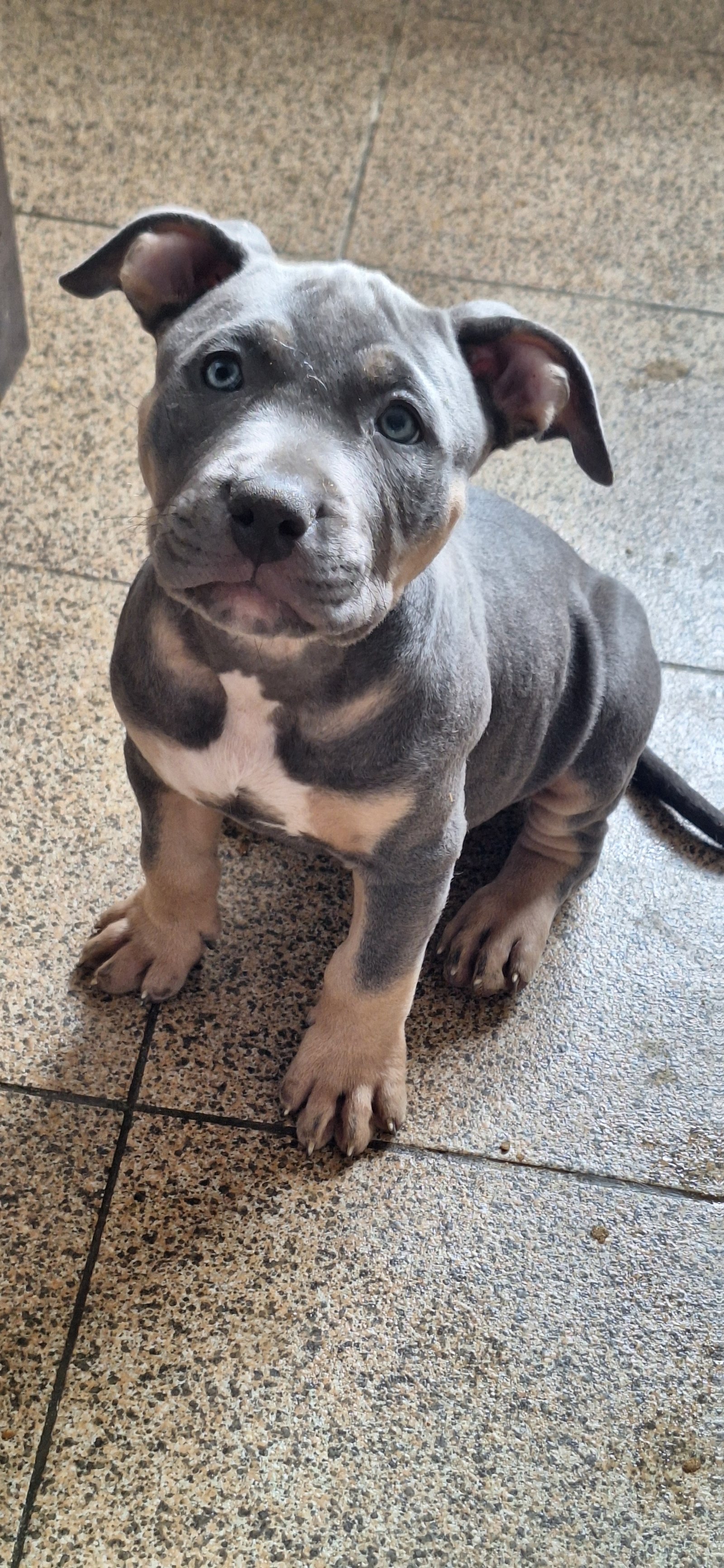 Filhote de Pitmonster/brazilian bull  - Foto 1