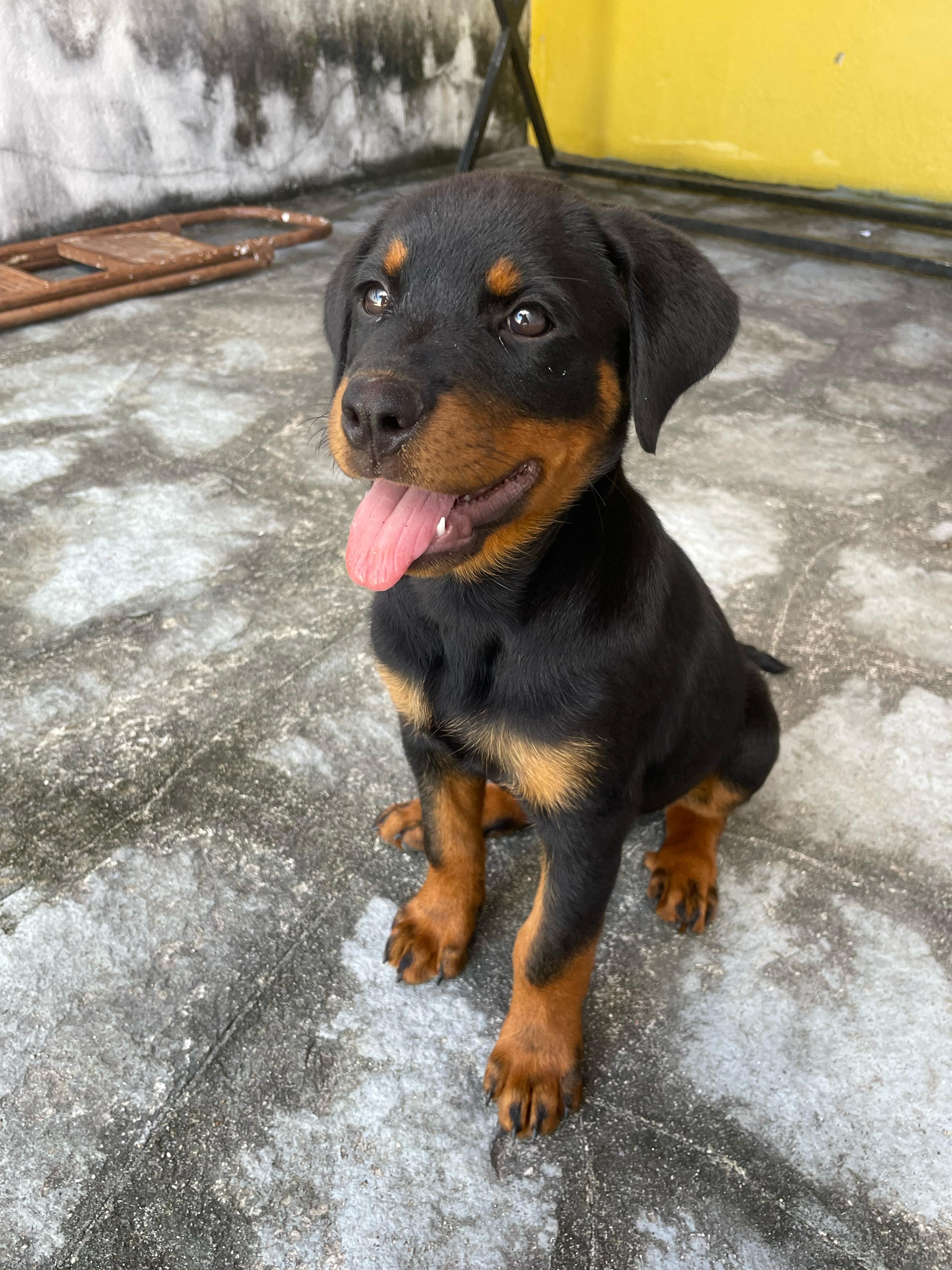 Portal Vendocão Rottweiler Fêmea - 2 Meses João Pessoa