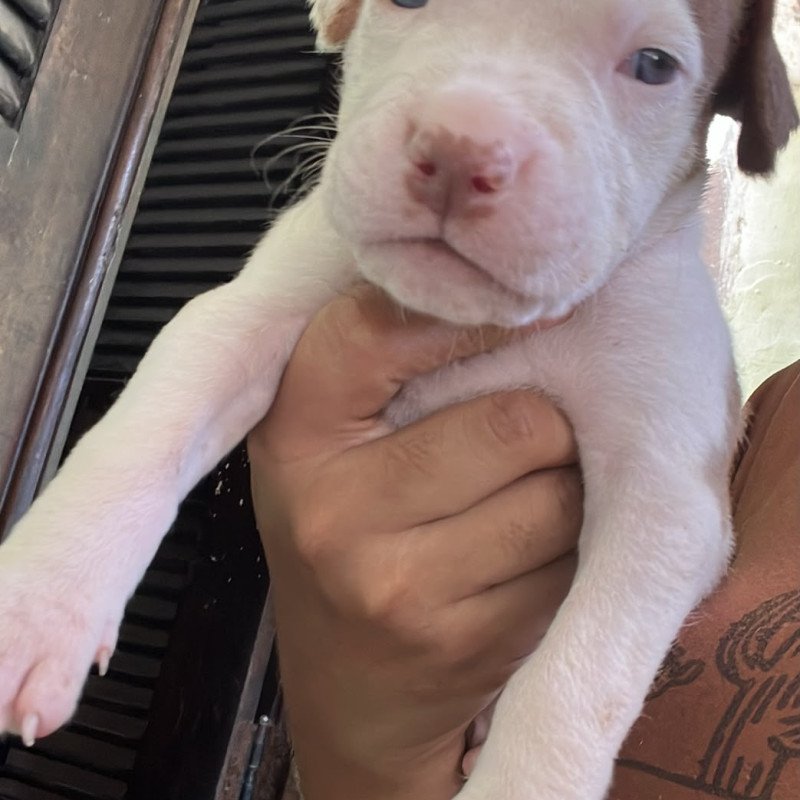 Filhotes de Pitbull terrier - Foto 3