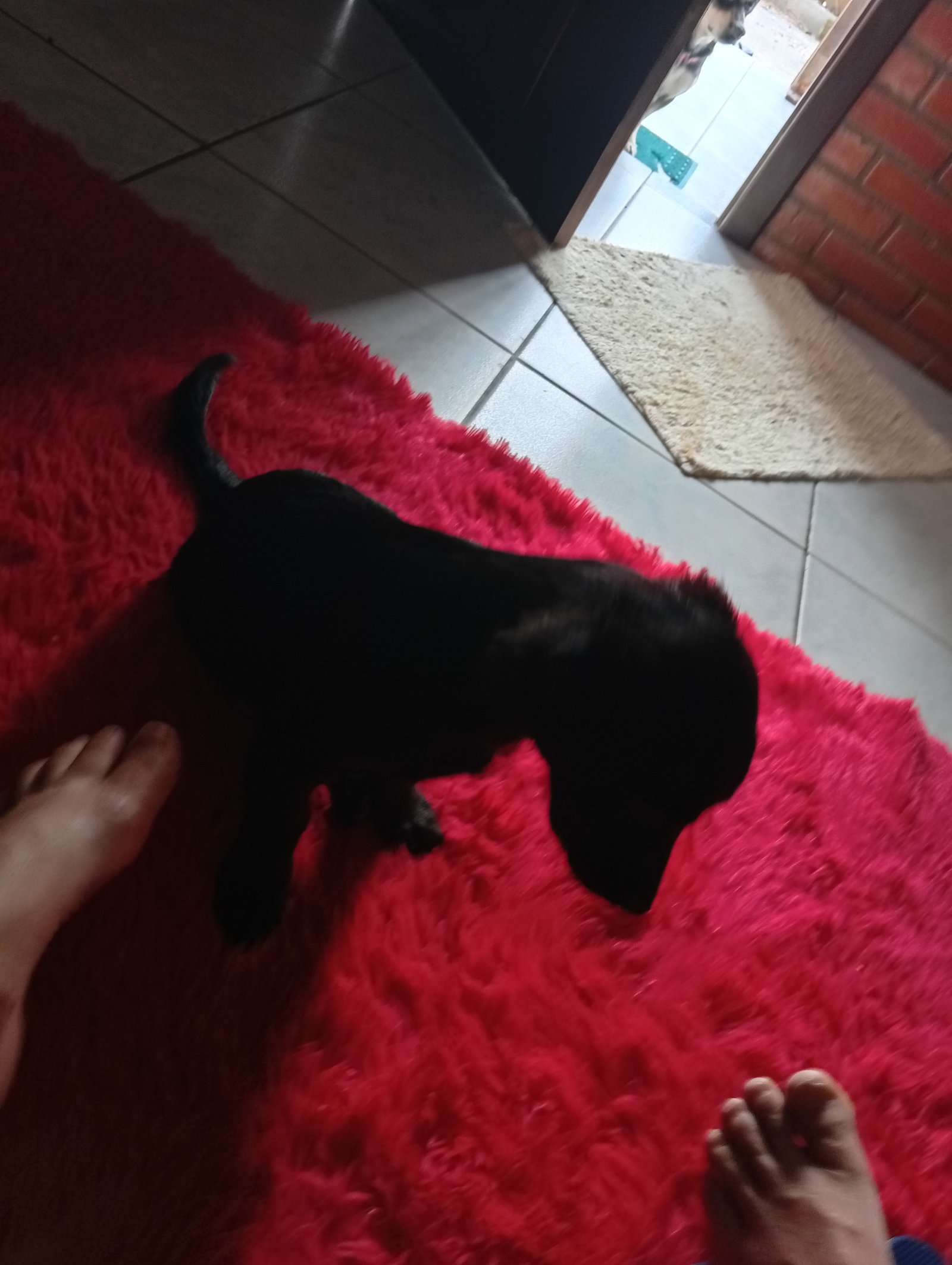 Filhotes de 4 meses  - Foto 2