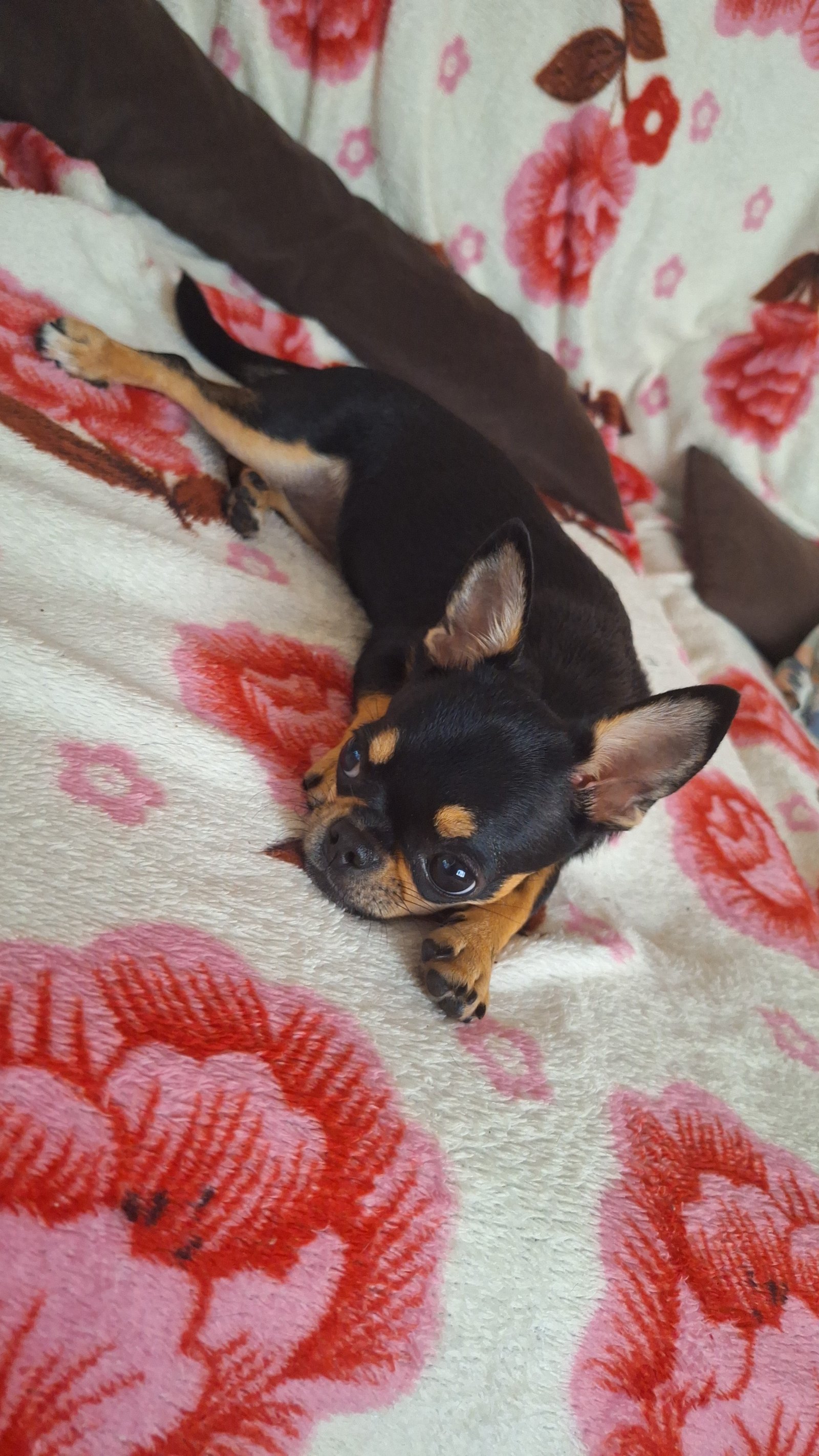  Venda Chihuahua  - Foto 1