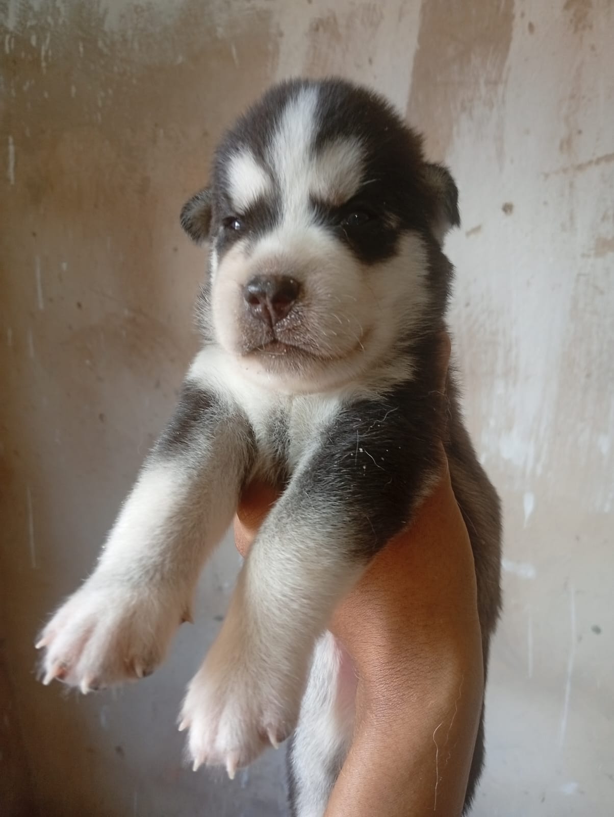 Husky siberiano filhotes 40 dias  - Foto 5