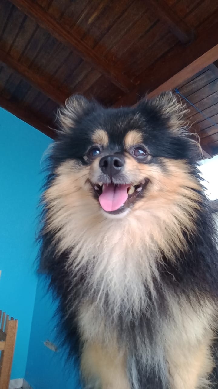 Portal Vendocão Macho da raça Spitz alemão Santo Amaro da Imperatriz 