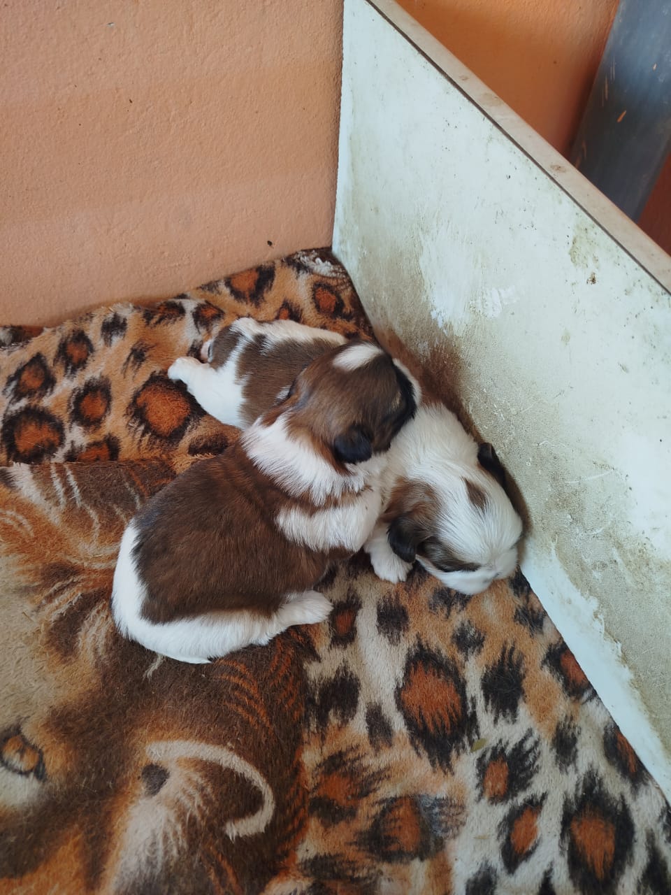 Shitzu  - Foto 4