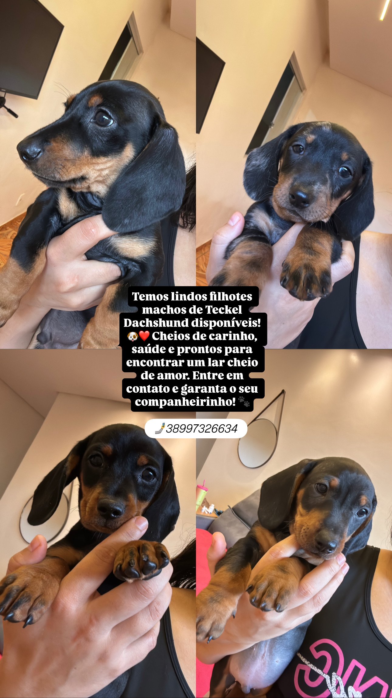Lindos filhotes de Teckel Dachshund