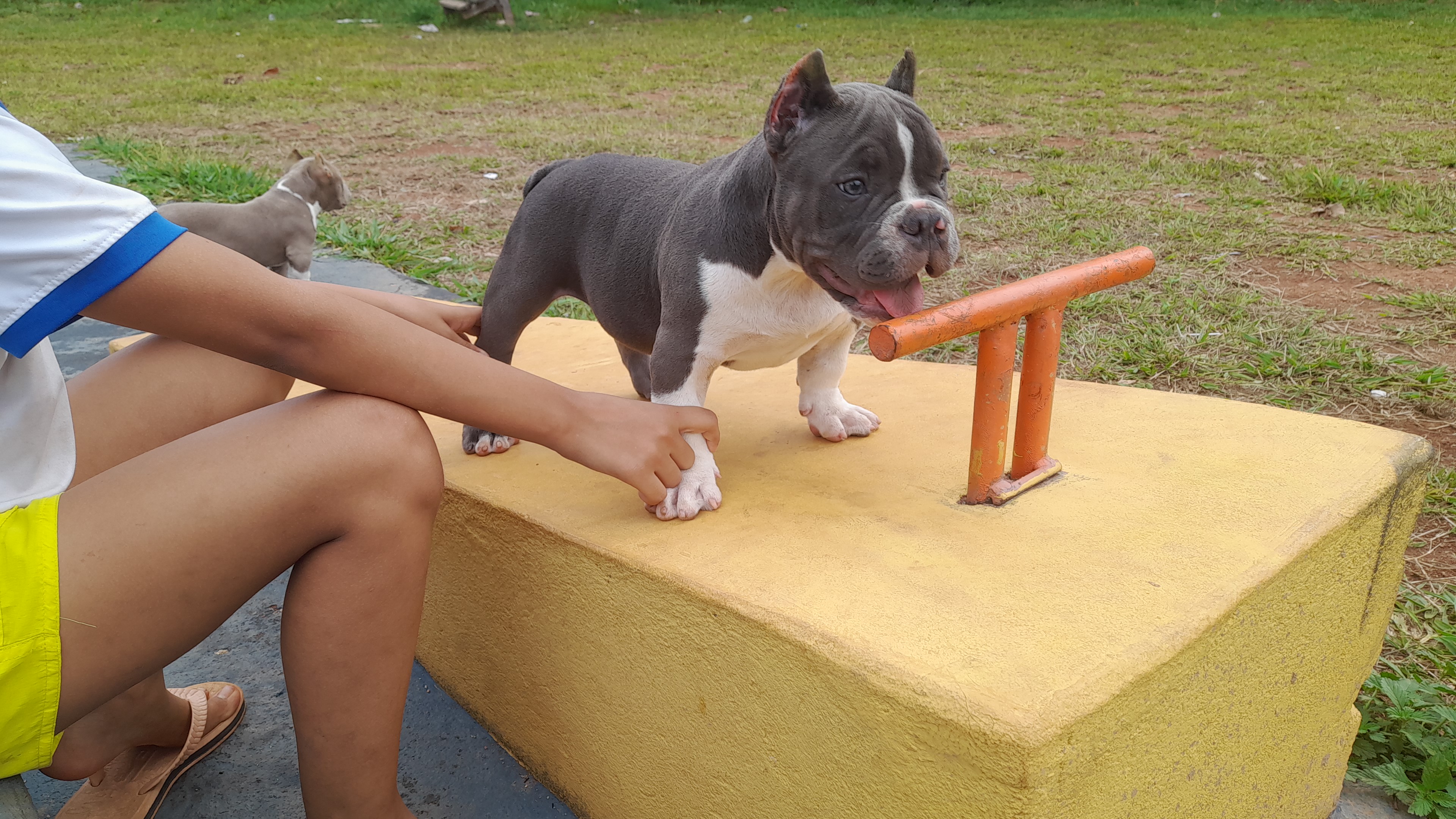 Portal Vendocão Vendo filhote da raça América bully  Goiânia 