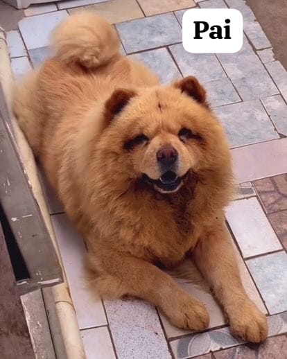 Portal Vendocão Filhotes de Chow Chow  Bayeux
