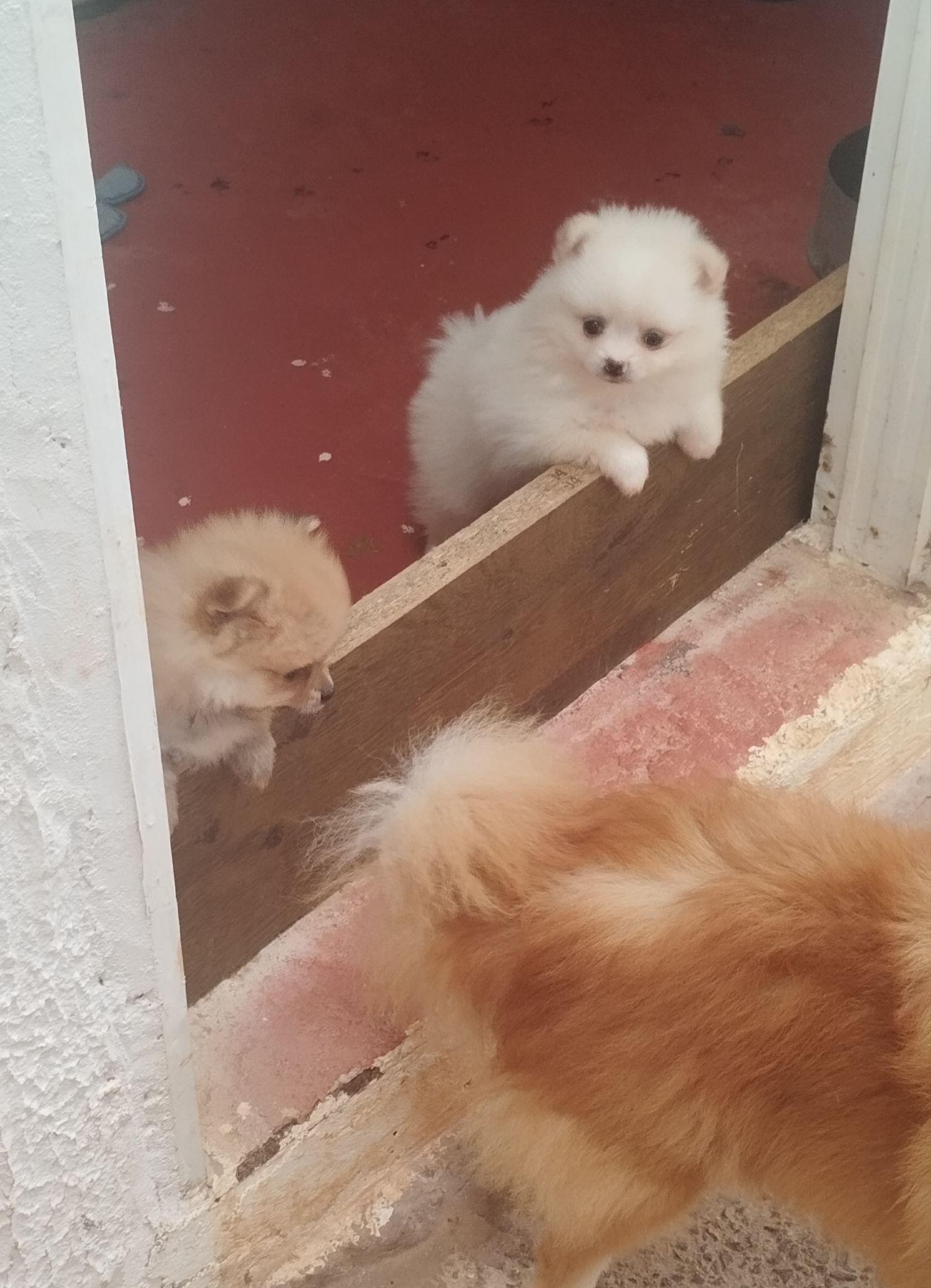 Portal Vendocão Lindos filhotes de Lulu da Pomerânia  Ponte Alta norte