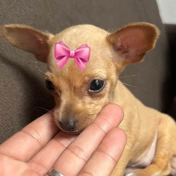 Pinscher zero fêmea