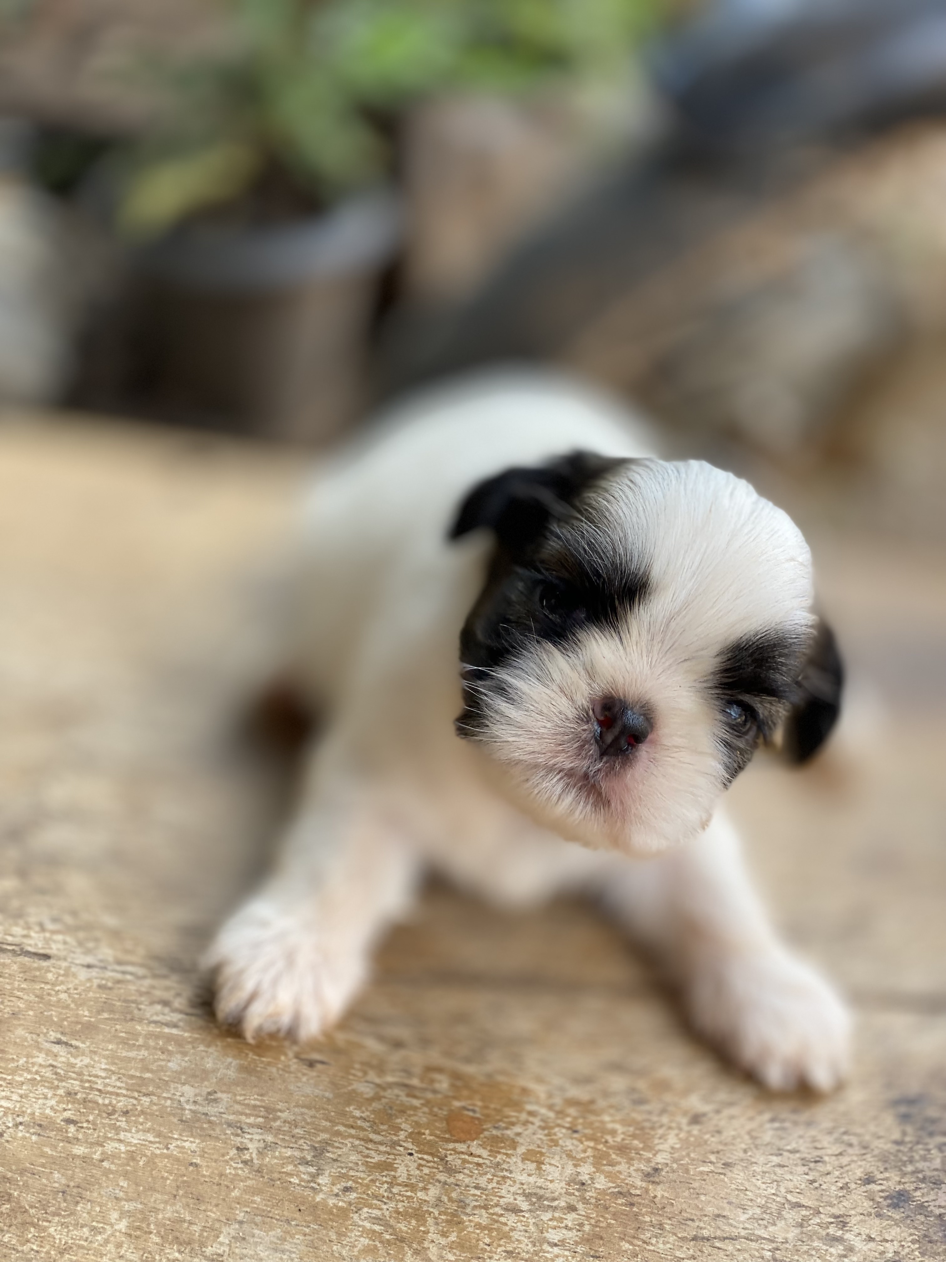 Portal Vendocão Vendo Shih Tzu macho mini (puros) Parauapebas 